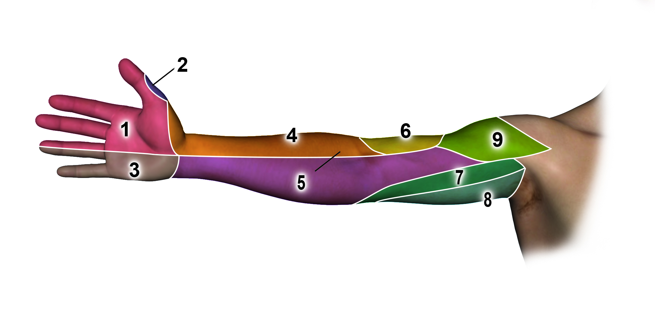 Anterior (palmar or volar) Sensation by Nerve