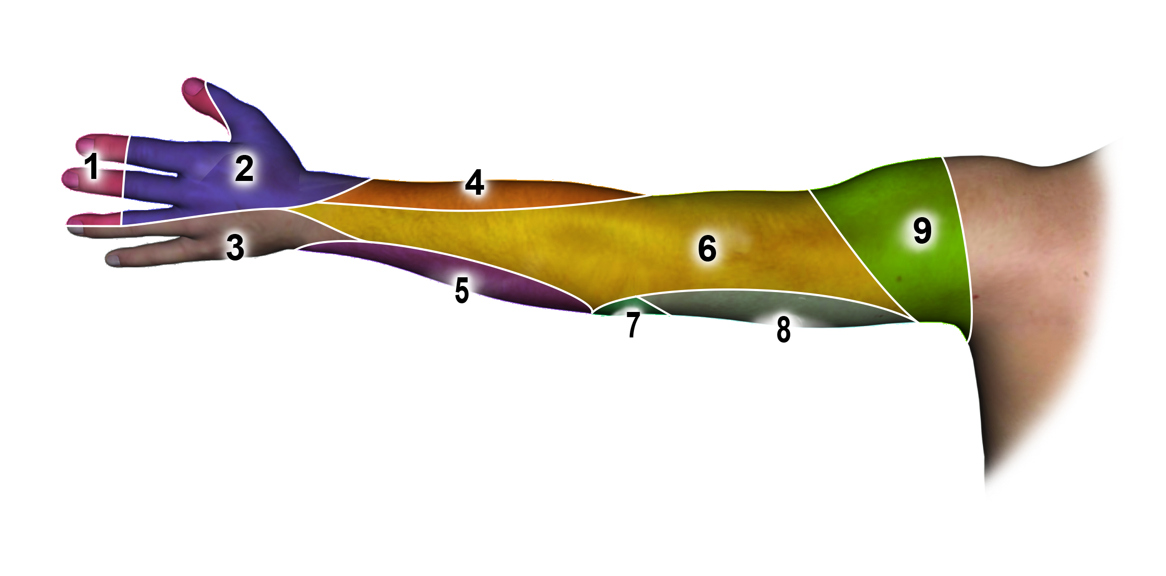 Posterior Sensation by Nerve 