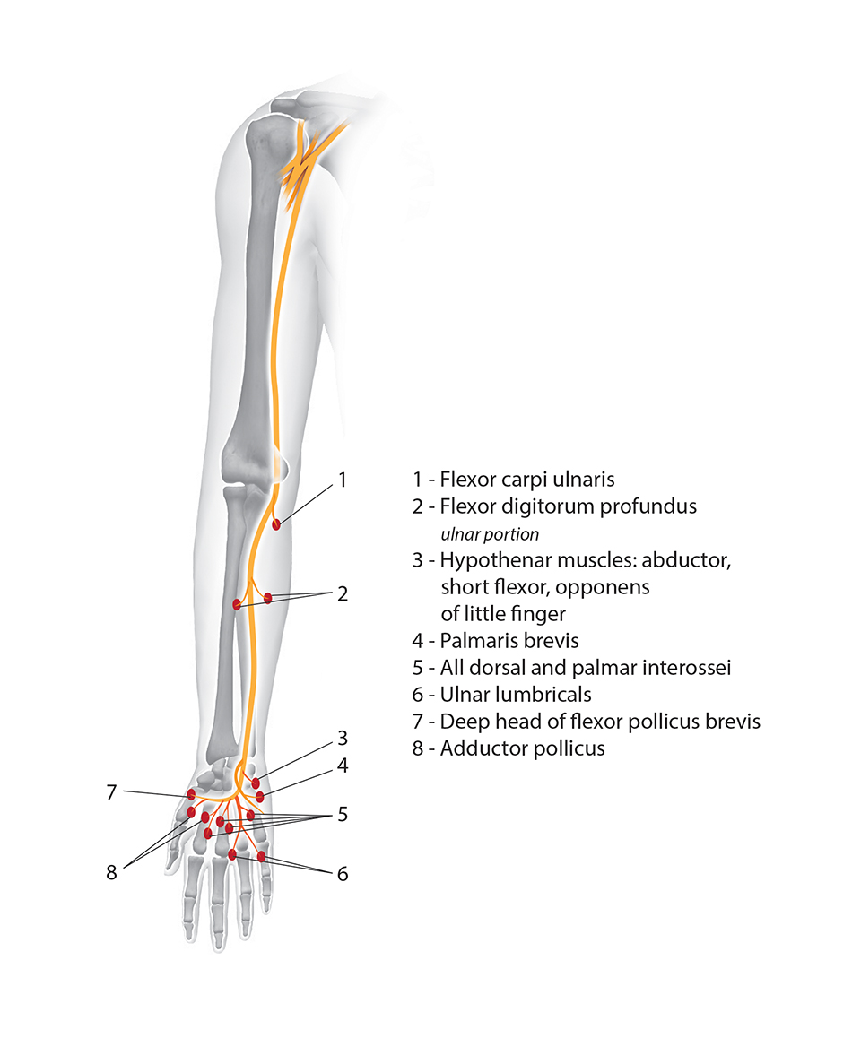 Motor innervation of the Ulnar Nerve